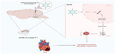 Nrf2 and autonomic dysregulation in chronic heart failure and hypertension